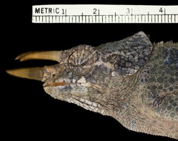 Media type: image;   Herpetology R-54498
